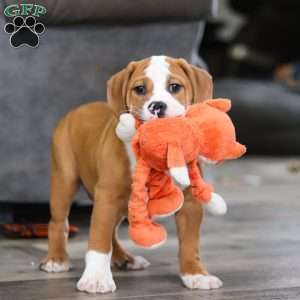 Miley, Beabull Puppy